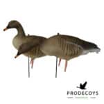 Rietgans lokkers 12 stuks full body